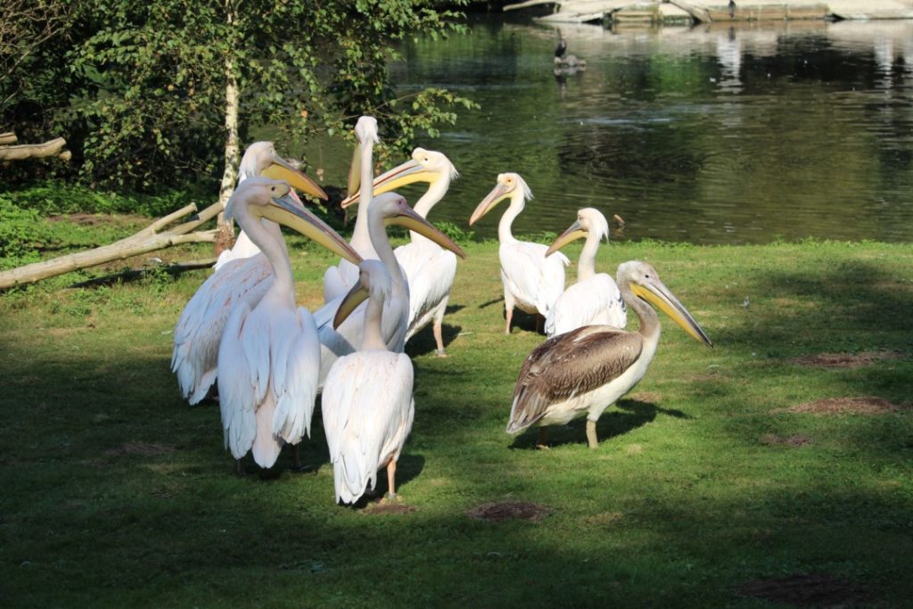 Tiergarten Nürnberg - Familienausflug - Pelikane