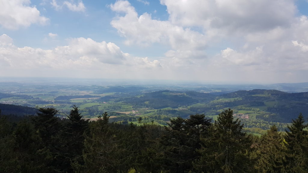 Wald Wipfel Weg - Panoramablick