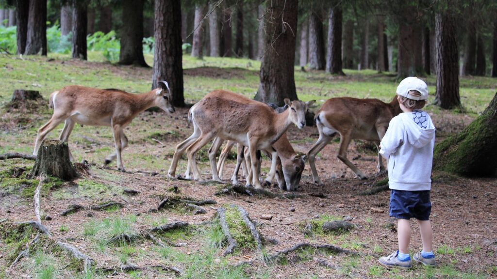 Wildpark Hufeisen