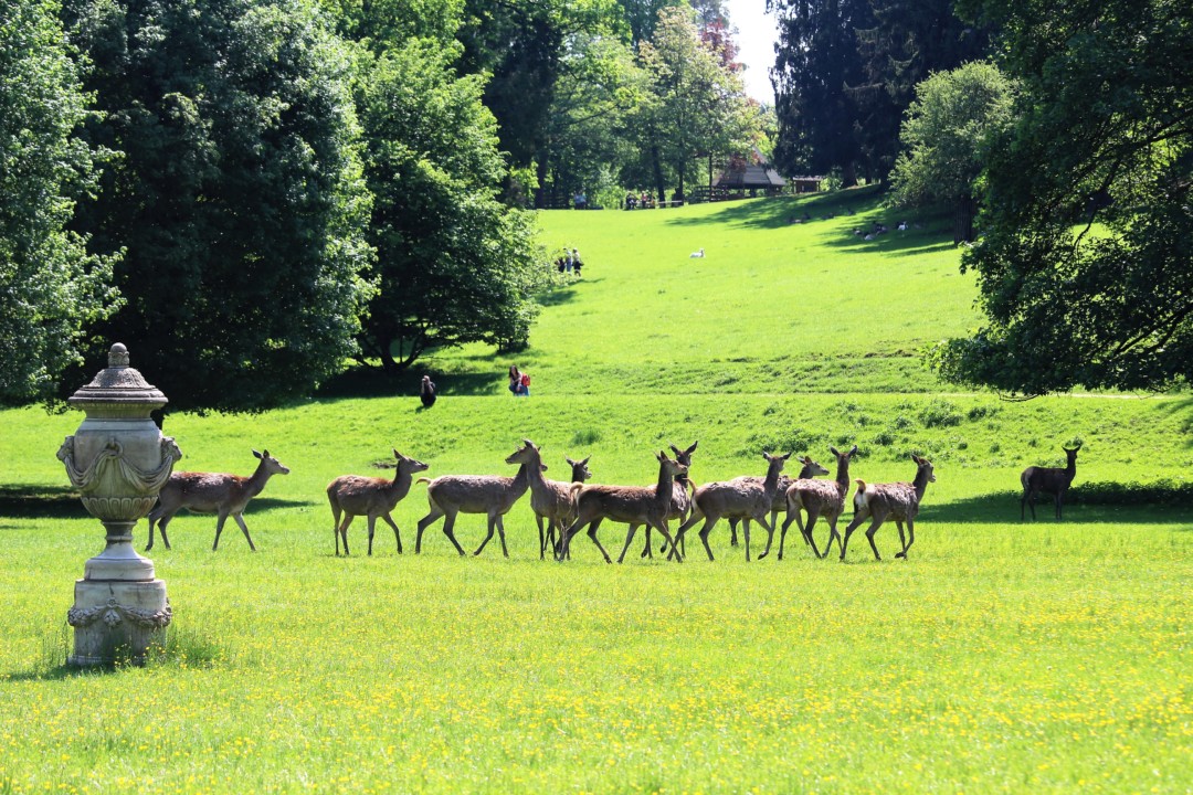 Familienausflug In Den Wildpark Schloss Tambach - Kinderorte Franken