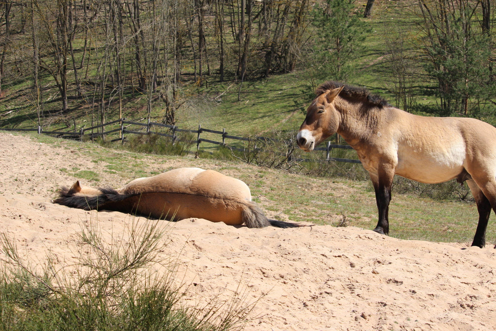 przewalski wildpferd gehege tennenlohe erlangen höchstadt gemeindefreies gebiet