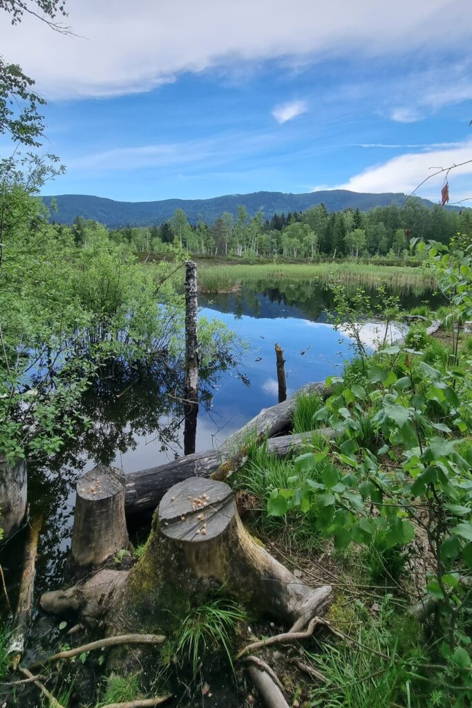 Moor-Erlebnispfad Inzell