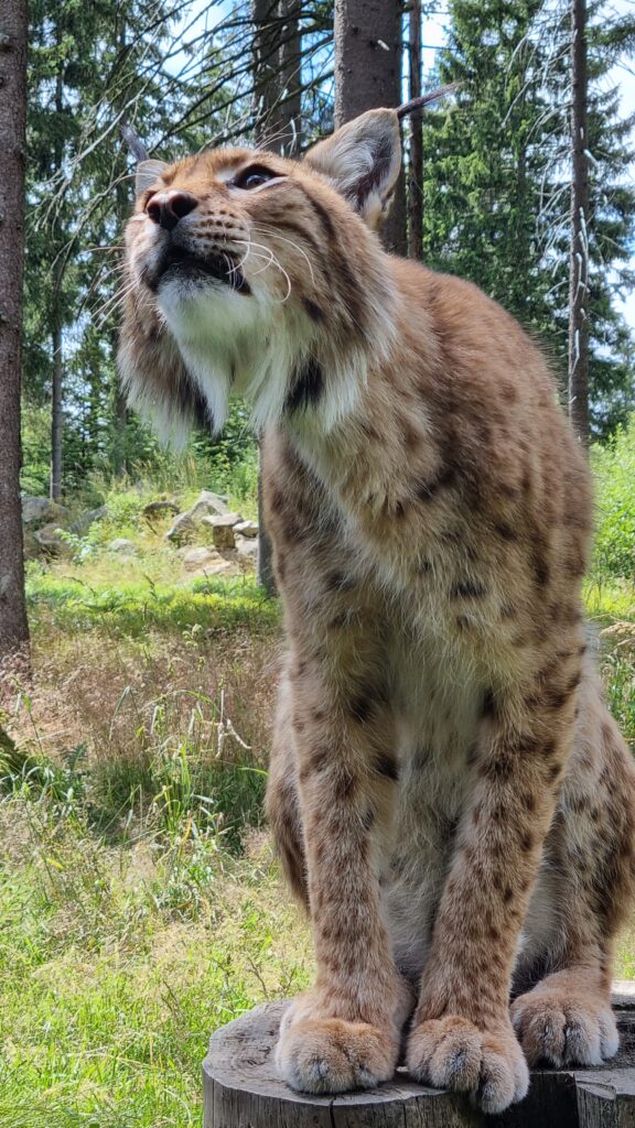 Wildpark Mehlmeisel