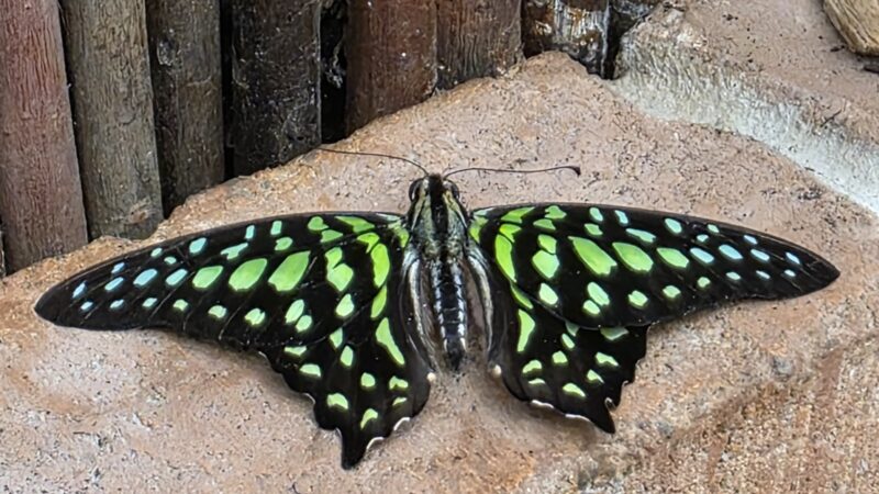 Schmetterlingshaus Papilonia Dinkelsbühl