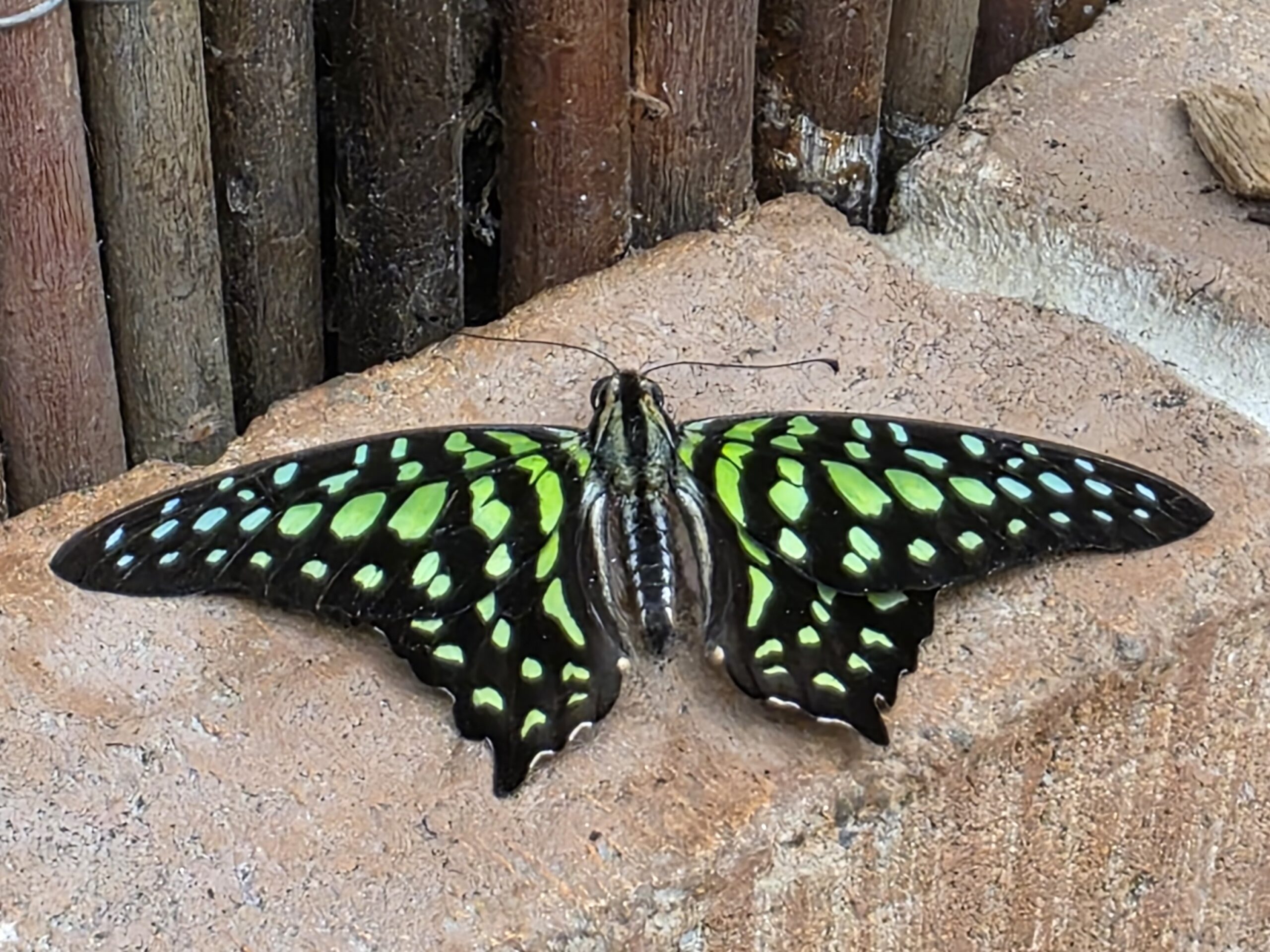 Schmetterlingshaus Papilonia Dinkelsbühl