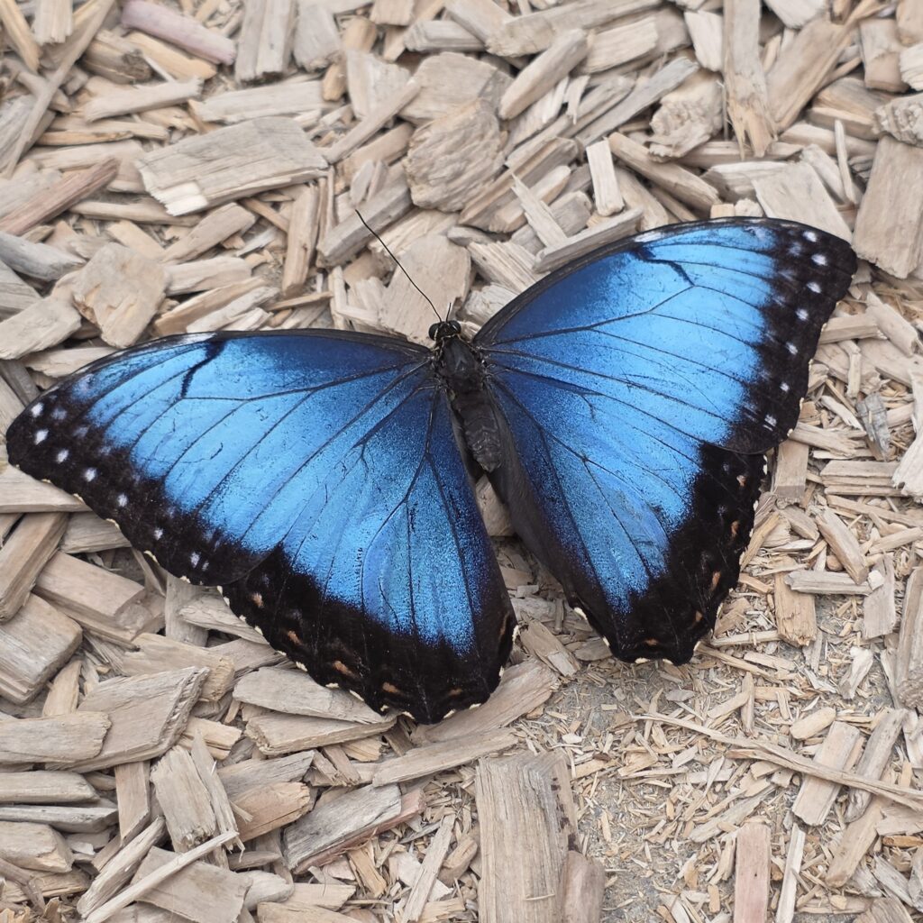 Schmetterlingshaus Papilonia Dinkelsbühl